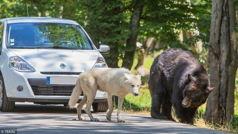 Un ours et un loup blanc lors du safari à Thoiry