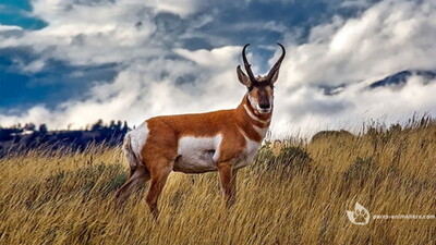 Pronghorn