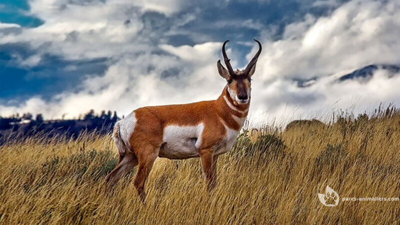 Pronghorn